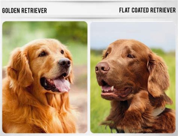 The Ultimate Guide To Golden Retriever Mixed With Wiener Dog
